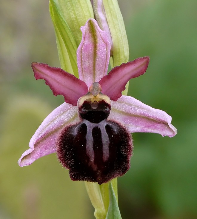 Prime Ophrys sipontensis